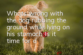 What’s wrong with the dog rubbing the ground while lying on his stomach? Is it time for deworming?