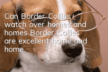 Can Border Collies watch over homes and homes? Border Collies are excellent home and home care dogs.
