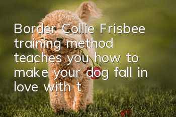 Border Collie Frisbee training method teaches you how to make your dog fall in love with the game of retrieval