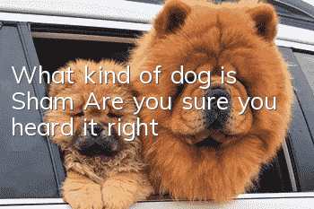 What kind of dog is Sham? Are you sure you heard it right?