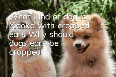 What kind of dog is Xiaoka with cropped ears? Why should dogs’ ears be cropped?
