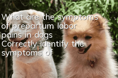 What are the symptoms of prepartum labor pains in dogs? Correctly identify the symptoms of dogs before giving birth.