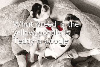 What breed is the yellow poodle? Is Teddy a poodle?