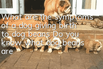 What are the symptoms of a dog giving birth to dog beans? Do you know what dog beans are?