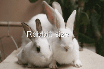 Rabbit size