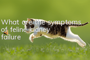 What are the symptoms of feline kidney failure?
