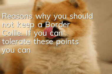 Reasons why you should not keep a Border Collie. If you can tolerate these points, you can keep one!