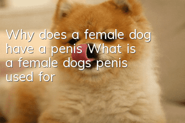 Why does a female dog have a penis? What is a female dog’s penis used for?