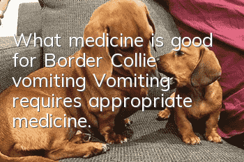 What medicine is good for Border Collie vomiting? Vomiting requires appropriate medicine.