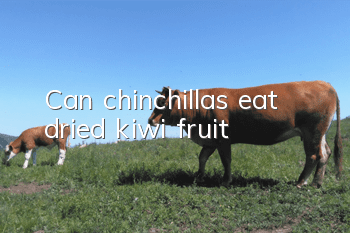 Can chinchillas eat dried kiwi fruit?