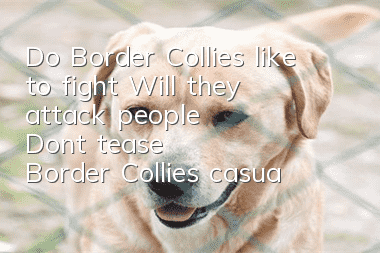 Do Border Collies like to fight? Will they attack people? Don't tease Border Collies casually!
