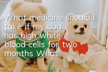 What medicine should I take if my dog has high white blood cells for two months? What does high white blood cells mean for dogs?