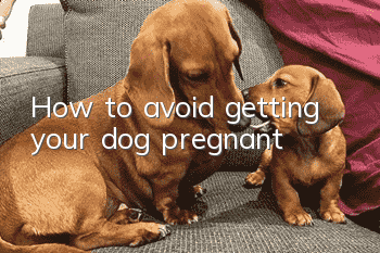 How to avoid getting your dog pregnant