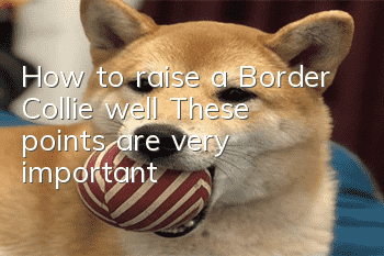 How to raise a Border Collie well? These points are very important!