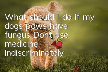 What should I do if my dog’s paws have fungus? Don’t use medicine indiscriminately!