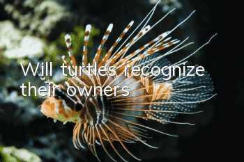 Will turtles recognize their owners?