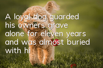 A loyal dog guarded his owner's grave alone for eleven years and was almost buried with his owner after his death!