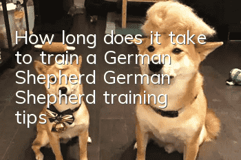 How long does it take to train a German Shepherd? German Shepherd training tips!