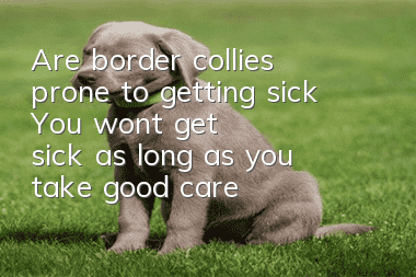 Are border collies prone to getting sick? You won't get sick as long as you take good care of them!