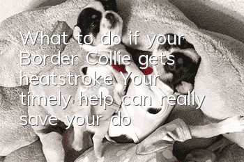 What to do if your Border Collie gets heatstroke? Your timely help can really save your dog’s life