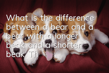 What is the difference between a bear and a bear with a longer beak and a shorter beak? There is no difference between a bear and a bear with a long beak and a short beak.