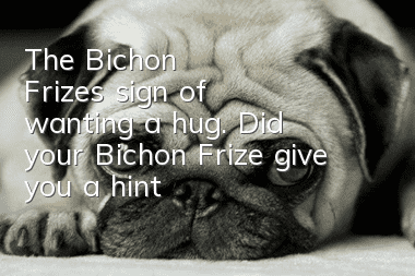 The Bichon Frize's sign of wanting a hug. Did your Bichon Frize give you a hint?