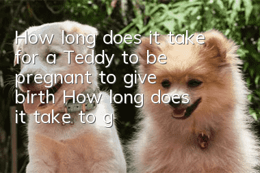How long does it take for a Teddy to be pregnant to give birth? How long does it take to give birth to a Teddy?