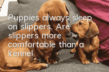 Puppies always sleep on slippers. Are slippers more comfortable than a kennel?