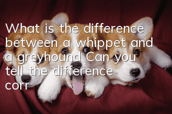 What is the difference between a whippet and a greyhound? Can you tell the difference correctly?