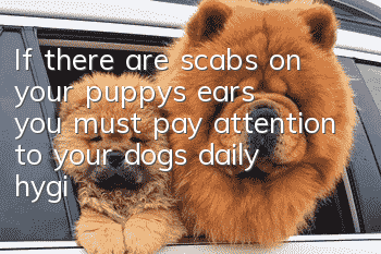 If there are scabs on your puppy’s ears, you must pay attention to your dog’s daily hygiene habits.