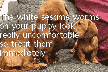 The white sesame worms on your puppy look really uncomfortable, so treat them immediately!