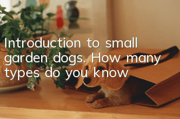 Introduction to small garden dogs. How many types do you know?