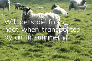 Will pets die from heat when transported by air in summer?