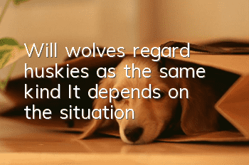 Will wolves regard huskies as the same kind? It depends on the situation!