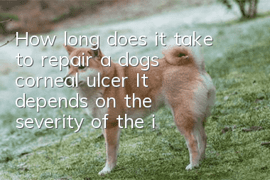 How long does it take to repair a dog's corneal ulcer? It depends on the severity of the injury.