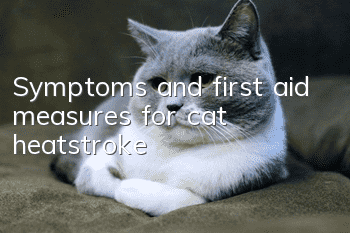 Symptoms and first aid measures for cat heatstroke