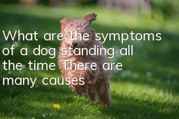 What are the symptoms of a dog standing all the time? There are many causes!