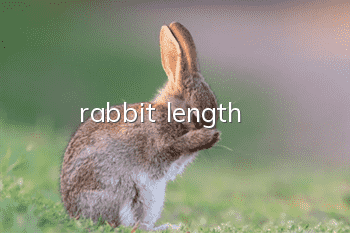rabbit length