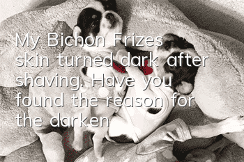 My Bichon Frize's skin turned dark after shaving. Have you found the reason for the darkening?