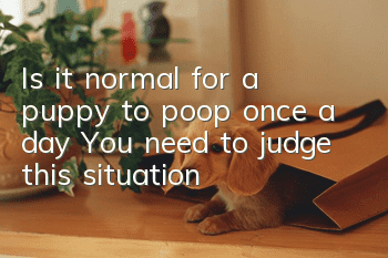 Is it normal for a puppy to poop once a day? You need to judge this situation!
