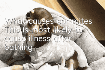 What causes ear mites? This is most likely to cause illness after bathing