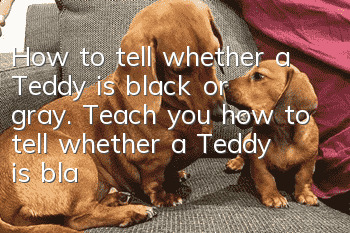 How to tell whether a Teddy is black or gray. Teach you how to tell whether a Teddy is black or gray.