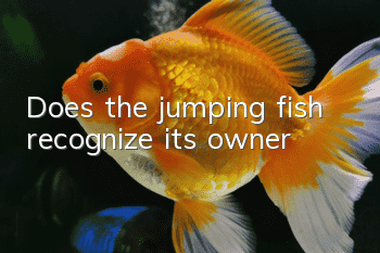 Does the jumping fish recognize its owner?