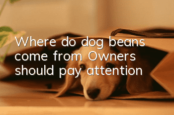 Where do dog beans come from? Owners should pay attention!