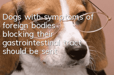Dogs with symptoms of foreign bodies blocking their gastrointestinal tract should be sent to the hospital for treatment immediately!