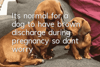 It’s normal for a dog to have brown discharge during pregnancy, so don’t worry!