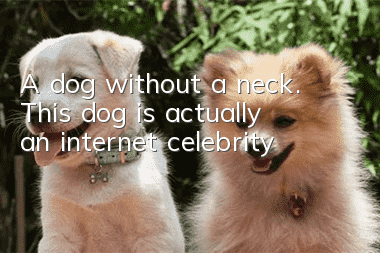 A dog without a neck. This dog is actually an internet celebrity!
