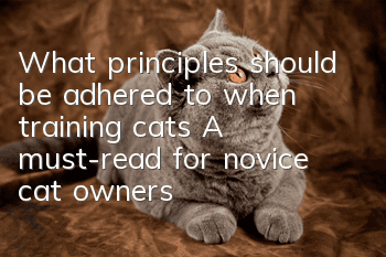 What principles should be adhered to when training cats? A must-read for novice cat owners!