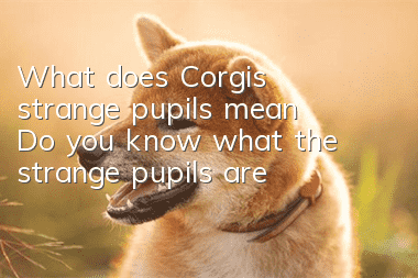 What does Corgi's strange pupils mean? Do you know what the strange pupils are?
