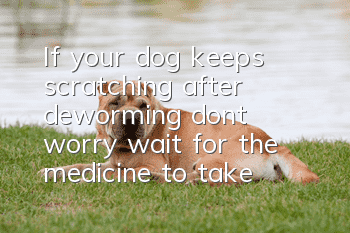 If your dog keeps scratching after deworming, don’t worry, wait for the medicine to take effect!